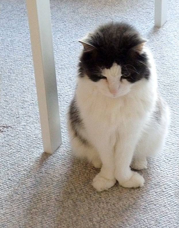 2. His paws were so cute… always looked like a ballerina pose