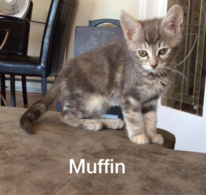 Muffin_4