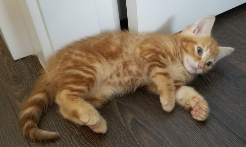 See All Adopted Pets