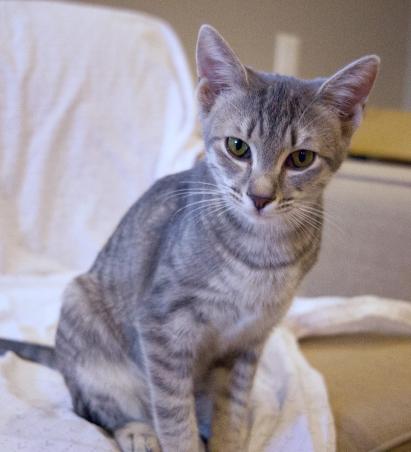 See All Adopted Pets